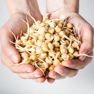 Semillas de germinación BIO con el germinador grande - Garbanzo - Semillas orgánicas certificadas - 