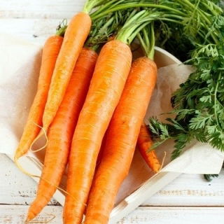 Morot First Harvest (första skörden) - tidig sort - FRÖBAND