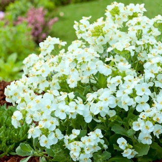 Grădina albă Arabis; cresul de munte, creștetul caucazian - 