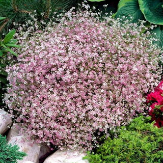Ružová alpská gypsophila; plazivý detský dych - 
