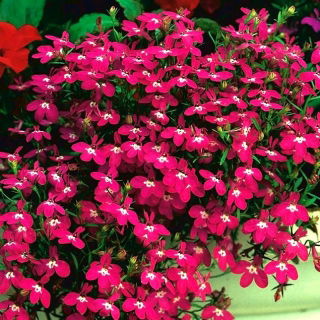 Lobelia Rosamond - flores carmesim - 