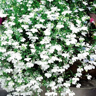 Lobelia cu flori albe - 
