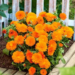 Zwerg-Ringelblume - orange blühend - Calendula offficinalis