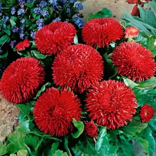 Red daisy "Monstrosa"