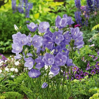Zvonek broskvolistý - modrý - Campanula persicifolia - Elegantní trvalka do skalek - Čerstvá semena