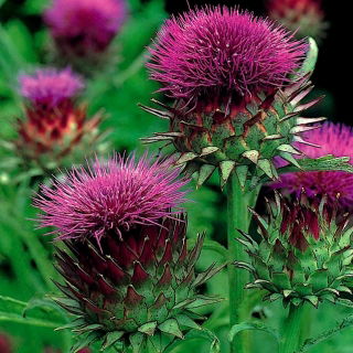 Cardoon - tummanpunaiset kukat; artisokka ohdake - 