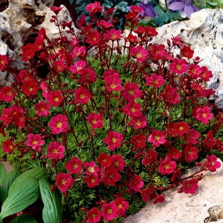 Saxifrage rouge - un tapis rouge dans votre jardin! - Rockfoil - 