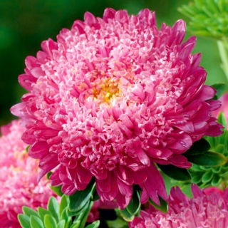 Dvocvjetni karmin aster "Sidonia" - 