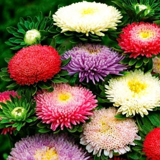 Aster de doble flor "Sidonia" - mezcla de colores - 