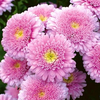 Aster rosa a fiore doppio "Sidonia" - 