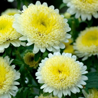 Double-flowered yellow aster "Sidonia"