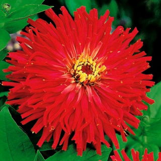 Zinnia comună - roșie, cu flori de crizantemă; tinerețe și vârstă, elegantă zinnia - 