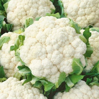 Coliflor - Bola de nieve X - Media tardía, cabezas grandes y blancas - Semillas frescas