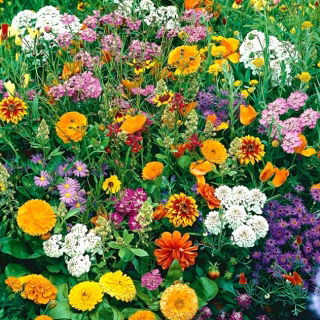 Selección anual de plantas melíferas - 