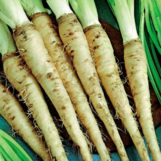 Ortak salsify "Mammouth"; mor salsify, istiridye bitkisi, sebze istiridye, Kudüs yıldızı, Jack yatağa git, keçi sakalı - 