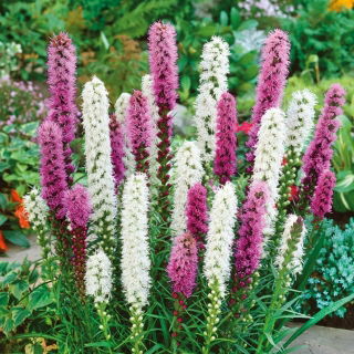 Lampepudser/pragtskær - blanding - Liatris spicata - Høje, dunede blomster til flerårige bede - Friske frø