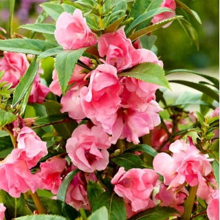 Baumier de jardin "Irma"; rose baumier, touche-moi-pas, muflier tacheté - 
