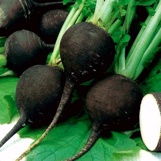 Rund svart rädisa "Round Black Winter" - 