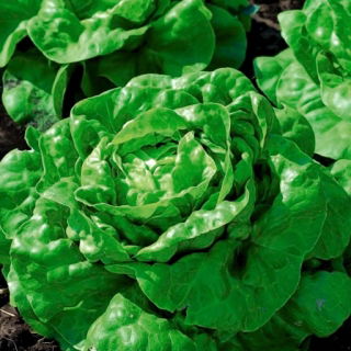 Salată de cap de unt de câmp „Regina verde” - nu trage tulpini înflorite - 
