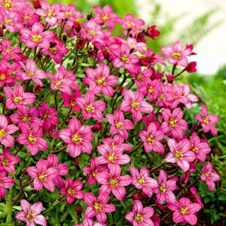 Pink saxifrage - rózsaszín szőnyeg a kertben; rockfoil - 