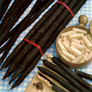 Black salsify "Hoffmanns Schwarze Pfahl"; Salsify Sepanyol, tanaman tiram hitam, akar ular, ramuan ular, rumput ular, scorzonera - 