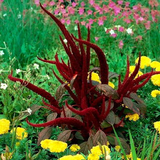 Blood amaranth "Red Fox"; red amaranth, purple amaranth, prince's feather, Mexican grain amaranth