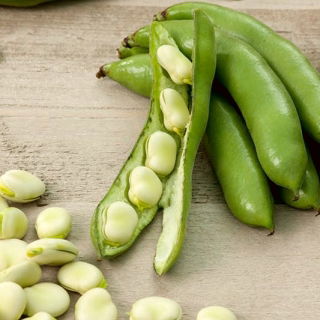 Široká fazuľa "Bachus"; fazuľa fava, fazuľa faba - 