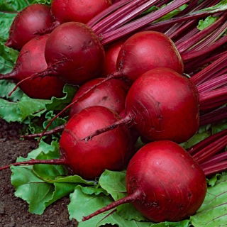 Red beetroot Borus