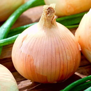 Cibule Wama