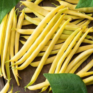 Póster Frijol francés amarillo - 