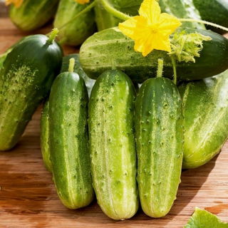 Field cucumber Avatar F1