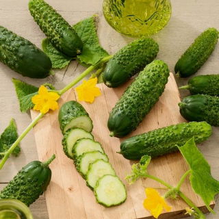 Pepino Amber F1: una variedad de invernadero - 
