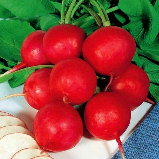 Radish Gama - runda röda rötter - 