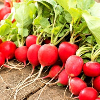 Radish Rota - Roma - red round roots