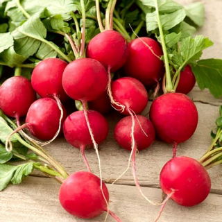 Radish Salsa F1 - runde røde røtter - 