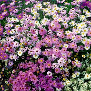 Swan River Daisy - un mélange de variétés pour parterres de fleurs et balcon - 
