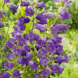 Mariaklocka - blå - Campanula medium - Tvåårig blomning för rabatter och buketter - Färska frön