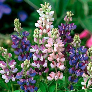 Lupin d&#39;été Pixie Delight - annuel; lupin occidental - 