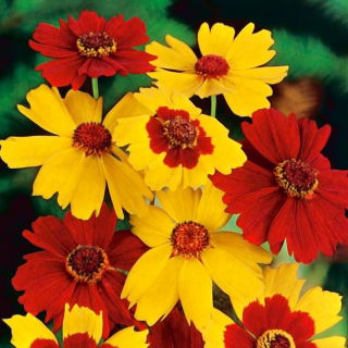 Plains coreopsis - variëteitmix; tuin tickseed, golden tickseed, calliopsis - 