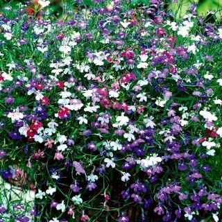 Lobelia Cascade - campuran pelbagai - 