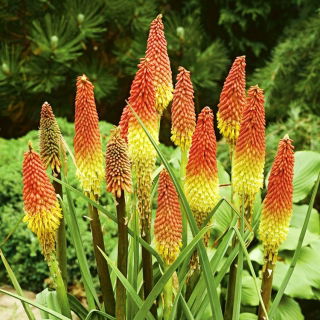 Tritoma, Red Hot Poker - Kniphofia uvaria - Striking Torch-Like Blooms in Fiery Colours - Fresh Seeds