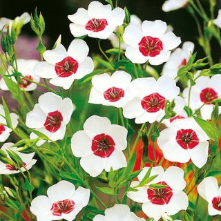Flowering flax - white with a red eye; red flax, scarlet flax, crimson flax