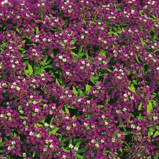 Sweet alyssum - donkerpaarse bloemen; lieve alison - 