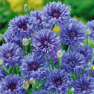 Chrpa modrá - klasická - Centaurea cyanus - Klasické modré květy na obruby - Čerstvá semena