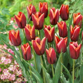 Tulip 'Slawa' - paquete grande - 50 piezas