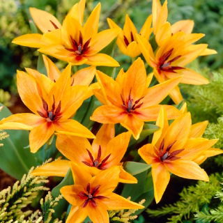Tulip 'Praestans Shogun' - large package - 50 pcs