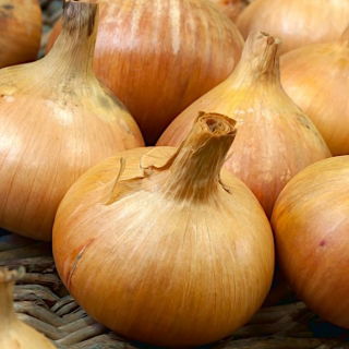 Cebola "Octavia" - NANO-GRO - aumenta o volume da colheita em 30%