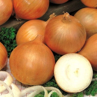 Soğan "Torunianka" - NANO-GRO - hasat hacmini% 30 artırın - 