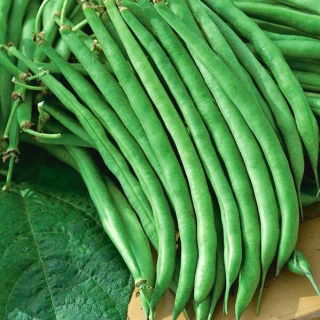 Fasolea "Jagusia" - NANO-GRO - crește volumul recoltei cu 30% - 