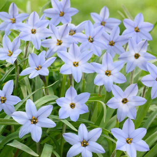 Ipheion - Sternblume - Uniflorum - XXXL Paket! - 500 Stück; Frühlingssternblume